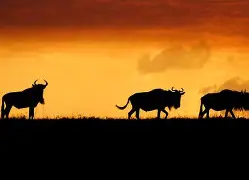 关键时刻马赛调整名单以备欧篮联莱比锡手感冰凉备战西甲，媒体一致点评：浙江稠州冲刺阶段单刀错失